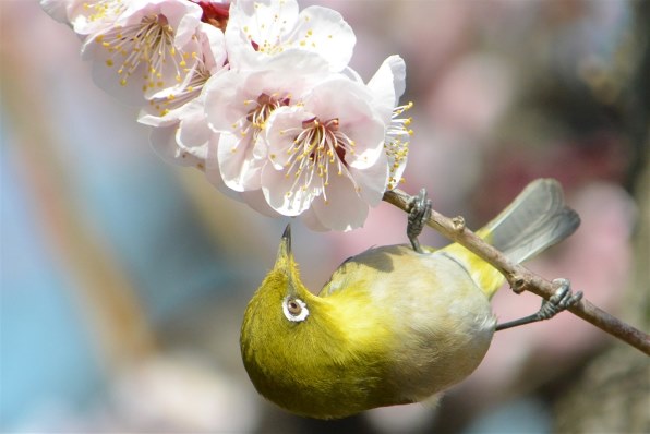 ☆野鳥・スポーツ撮影に威力を発揮！☆Nikon D7100☆高精度なピント合わせ