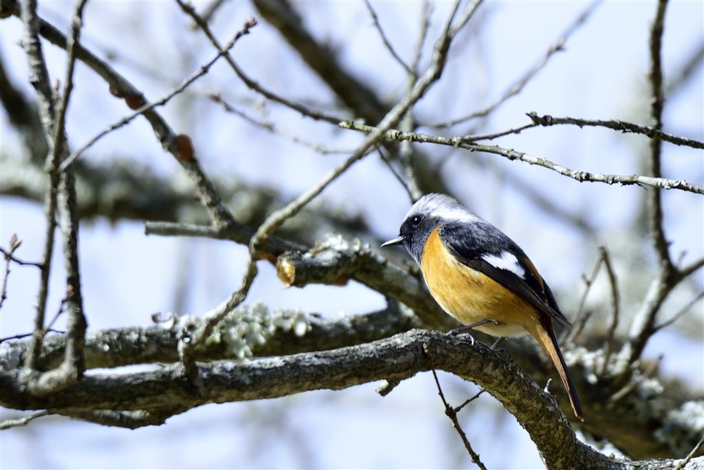 ★野鳥・スポーツ撮影に威力を発揮！★Nikon D7100★高精度なピント合わせ ☆野鳥・スポーツ撮影に威力を発揮！☆Nikon D7100☆高精度な