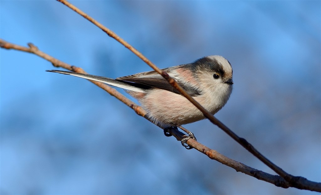 ☆野鳥・スポーツ撮影に威力を発揮！☆Nikon D7100☆高精度なピント合わせ