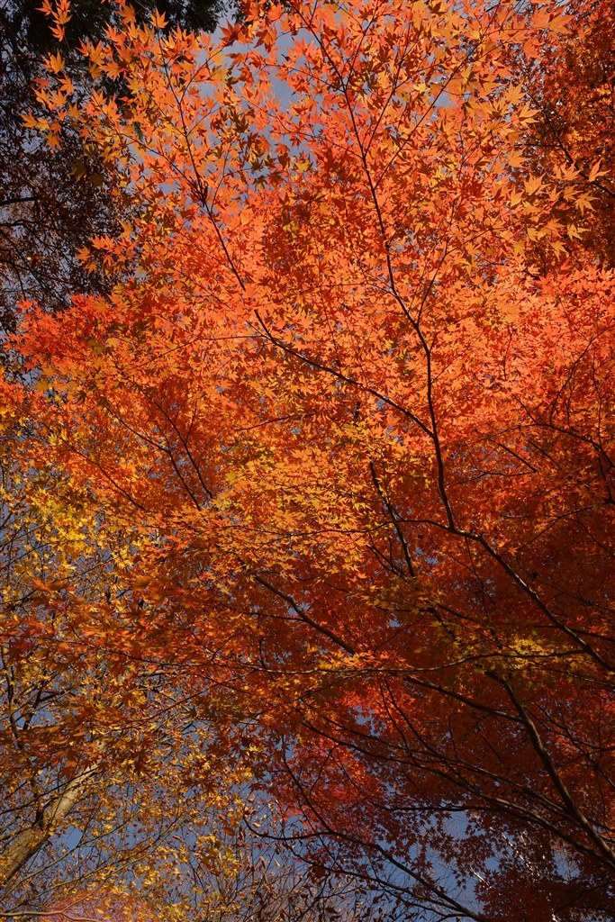 電源が入らない。初期不良？』 SONY α7 ILCE-7 ボディ のクチコミ