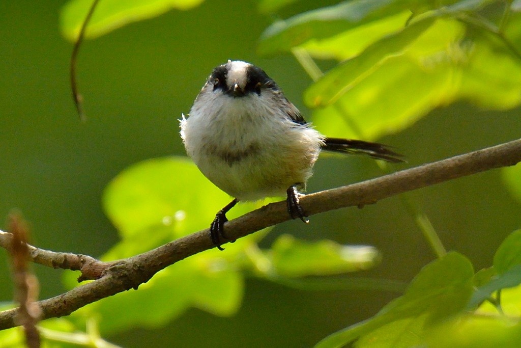 ★野鳥・スポーツ撮影に威力を発揮！★Nikon D7100★高精度なピント合わせ ☆野鳥・スポーツ撮影に威力を発揮！☆Nikon D7100☆高精度なピント合わせ