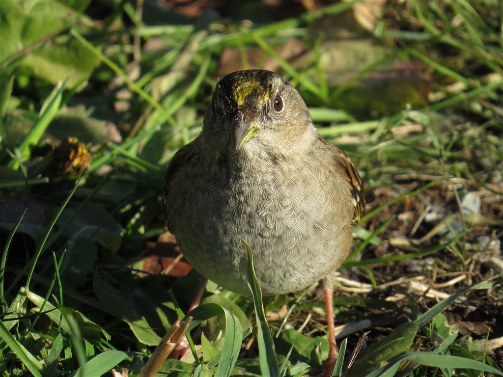 Sx50hs お気楽野鳥撮影を楽しもう Part 22 Canon Powershot Sx50 Hs のクチコミ掲示板 価格 Com