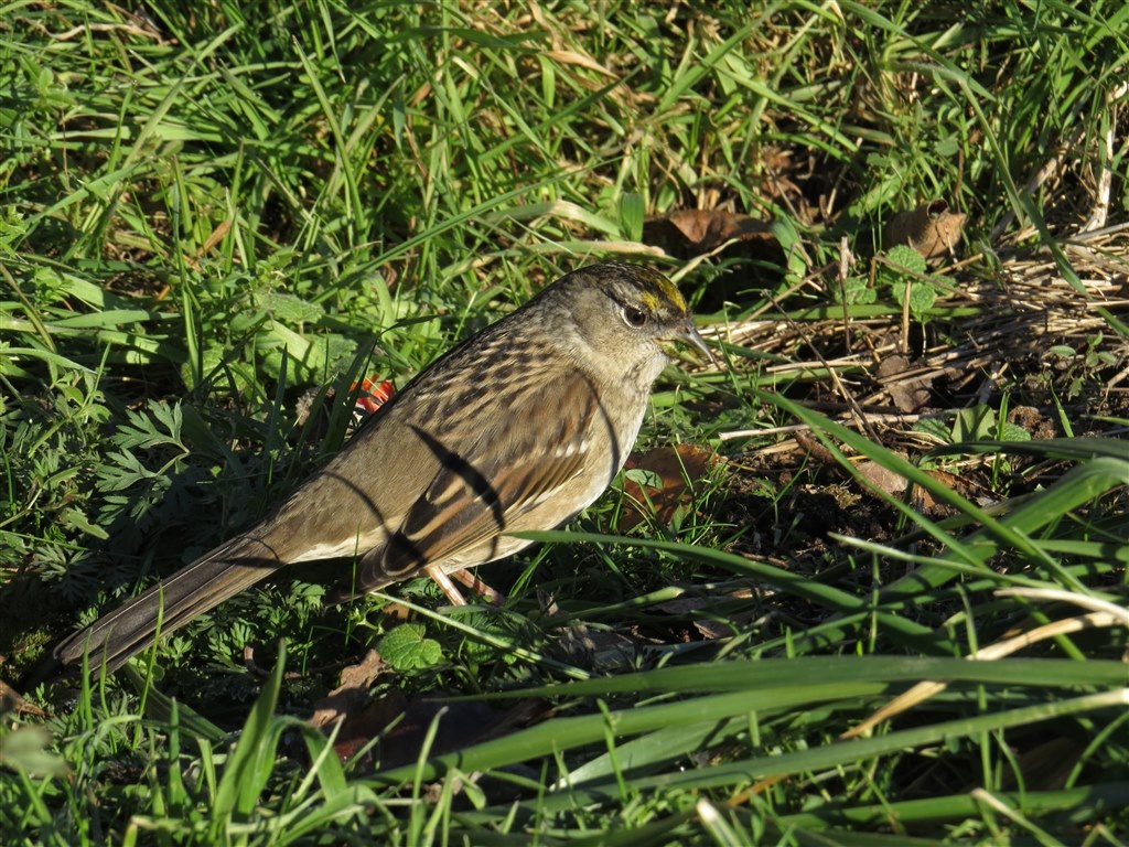 Sx50hs お気楽野鳥撮影を楽しもう Part 22 Canon Powershot Sx50 Hs のクチコミ掲示板 価格 Com