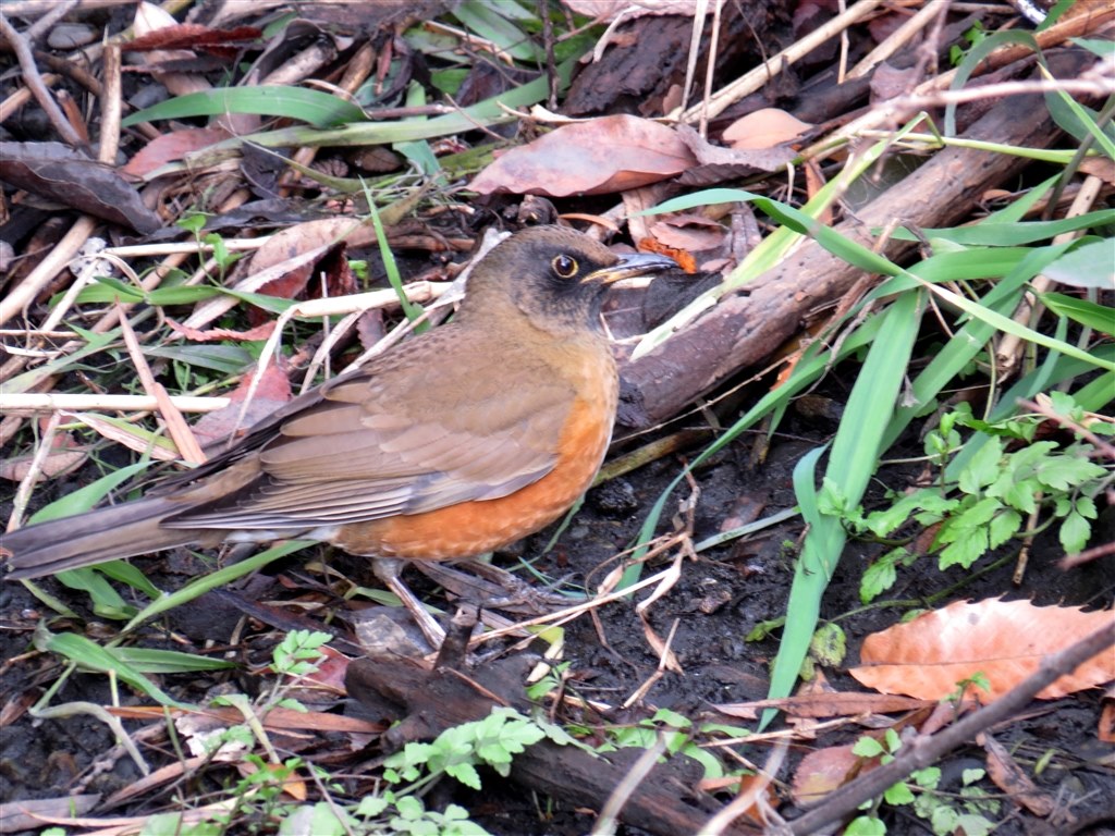 SX50HS お気楽野鳥撮影を楽しもう！ Part 22』 CANON PowerShot SX50 