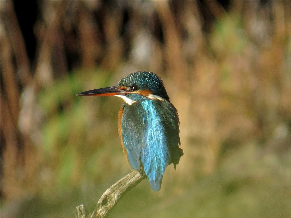 Sx50hs お気楽野鳥撮影を楽しもう Part 22 Canon Powershot Sx50 Hs のクチコミ掲示板 価格 Com