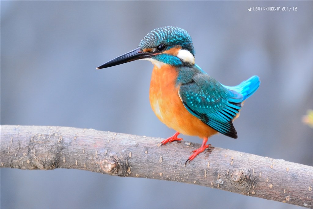 野鳥の撮影』 ニコン D7100 ボディ のクチコミ掲示板 - 価格.com