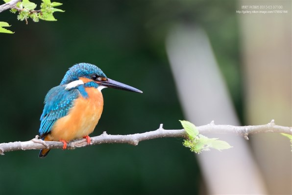 ★野鳥・スポーツ撮影に威力を発揮！★Nikon D7100★高精度なピント合わせ ☆野鳥・スポーツ撮影に威力を発揮！☆Nikon D7100☆高精度なピント