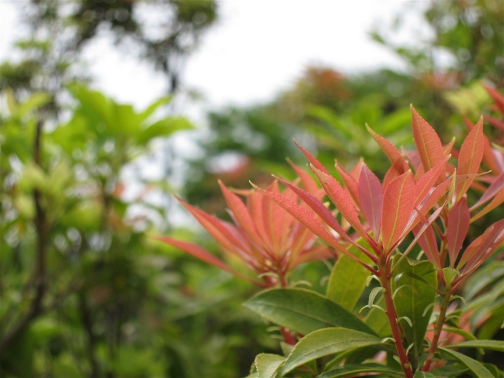 人物背景ぼかしが出来るコンデジ』 CANON PowerShot S120 のクチコミ