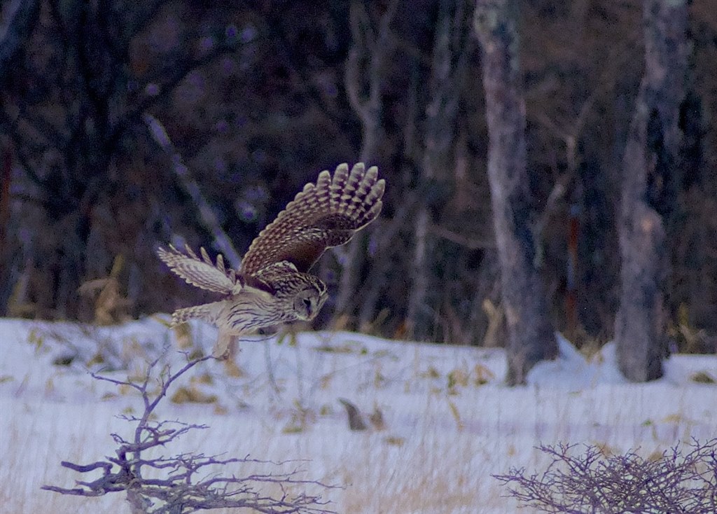 DA 560mmトリミング耐性良好！』 ペンタックス HD PENTAX-DA 560mmF5