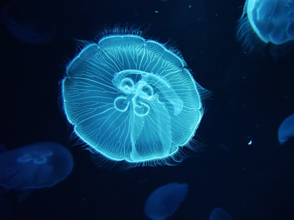 京都水族館をdmc Gh3で撮影してきました パナソニック Lumix Dmc Gh3 ボディ のクチコミ掲示板 価格 Com