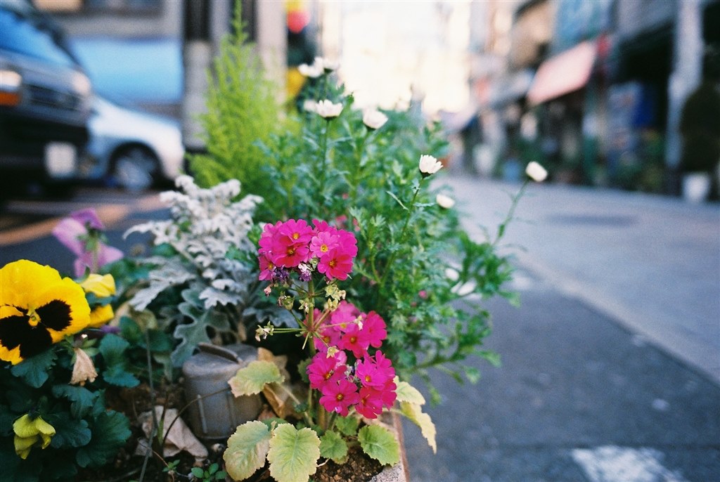 フィルム1本付き fujifilm klasse クラッセ作例あり