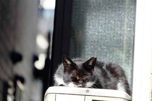 あなたが好きなネコの写真を見せて頂けませんか Part4 クチコミ掲示板 価格 Com あなたが好きなネコの写真を見せて頂けませんか Part4 クチコミ掲示板 価格 Com