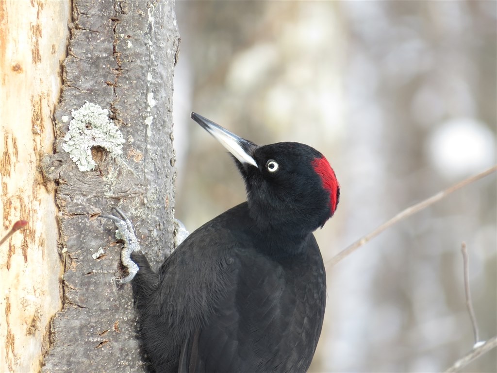 Sx50hs お気楽野鳥撮影を楽しもう Part 24 Canon Powershot Sx50 Hs のクチコミ掲示板 価格 Com