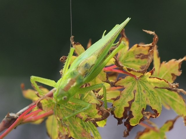 マクロコンバーターとか』 オリンパス OLYMPUS PEN Lite E-PL5 ダブル