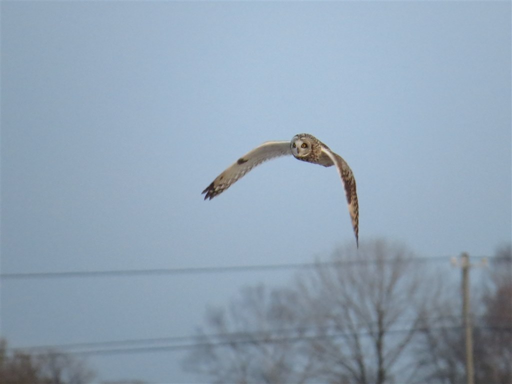 Sx50hs お気楽野鳥撮影を楽しもう Part 25 Canon Powershot Sx50 Hs のクチコミ掲示板 価格 Com