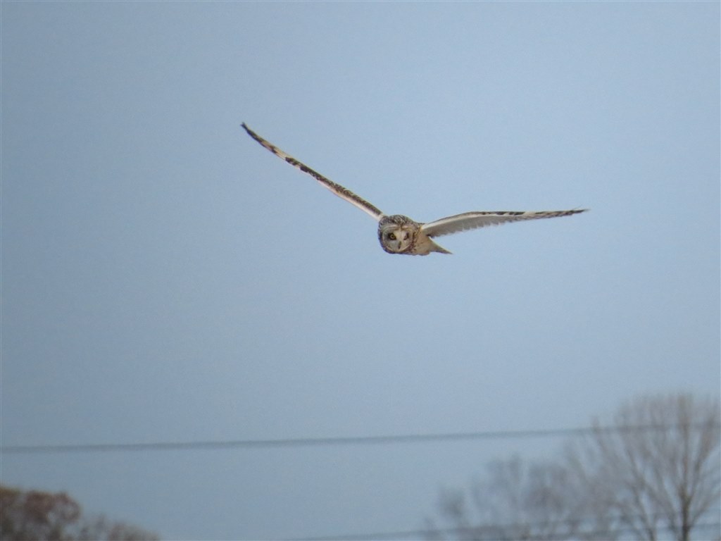 Sx50hs お気楽野鳥撮影を楽しもう Part 25 Canon Powershot Sx50 Hs のクチコミ掲示板 価格 Com