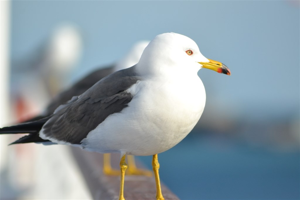 仙台港でウミネコを撮ってきました。』 シグマ 70-300mm F4-5.6