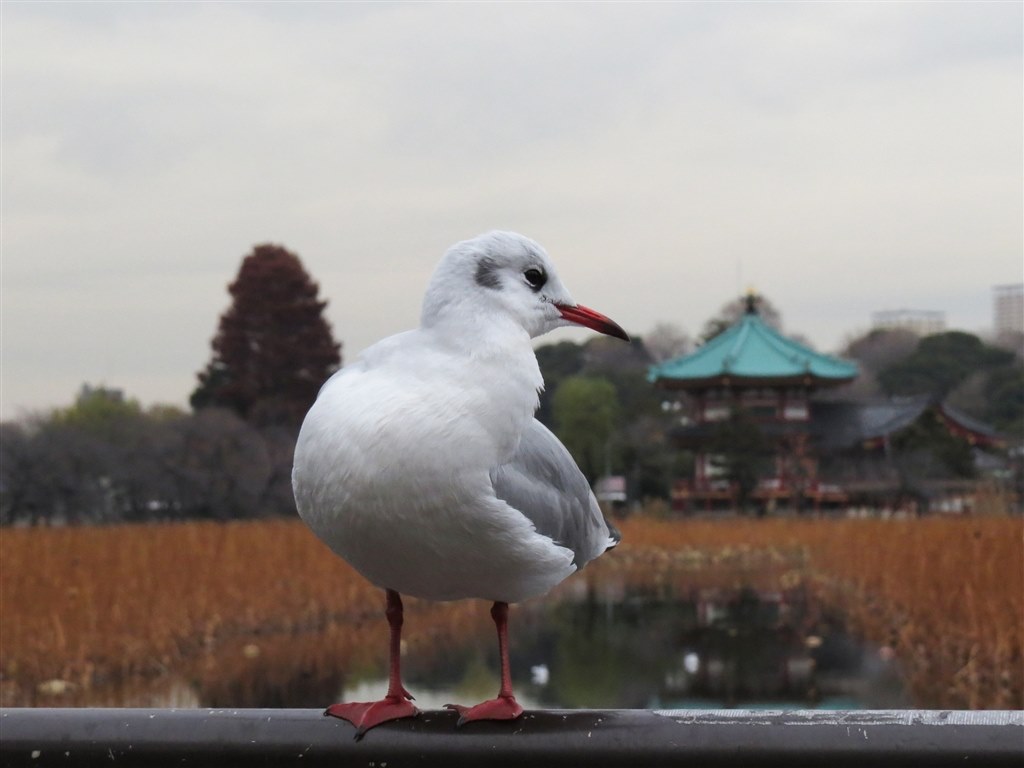 ☆かもめページ☆ 仙台港でウミネコを撮ってきました。』 シグマ 70-300mm F4-5.6