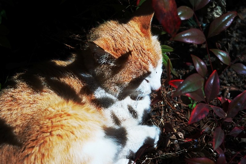 Jupiter-12 Lマウント 35mmf2.8で撮影』 SONY α NEX-6 ボディ の