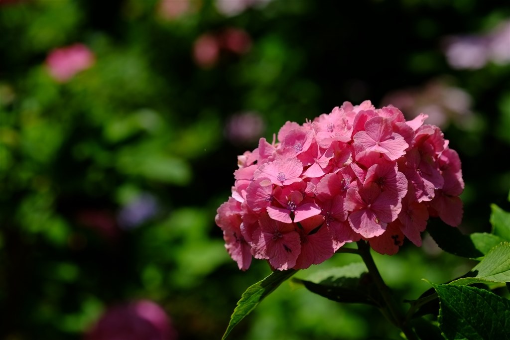 作例です』 富士フイルム フジノンレンズ XF60mmF2.4 R Macro の