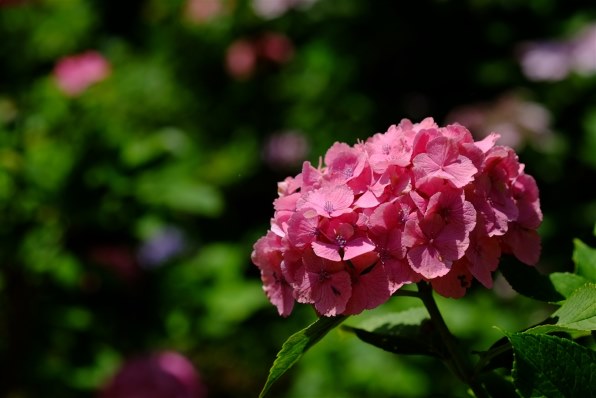 作例です』 富士フイルム フジノンレンズ XF60mmF2.4 R Macro の