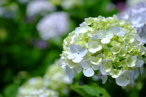 作例です』 富士フイルム フジノンレンズ XF60mmF2.4 R Macro の