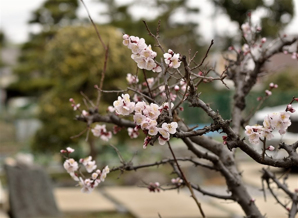 つついに神レンズ購入!!! D7000でもいけますか??』 ニコン AF つついに神レンズ購入!!! D7000でもいけますか??』 ニコン AF