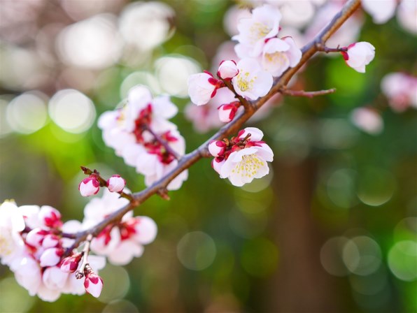 Panasonic - さくら 花を撮ってみました。』 パナソニック LEICA DG NOCTICRON 42.5