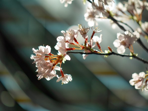 Panasonic - さくら 花を撮ってみました。』 パナソニック LEICA DG NOCTICRON 42.5