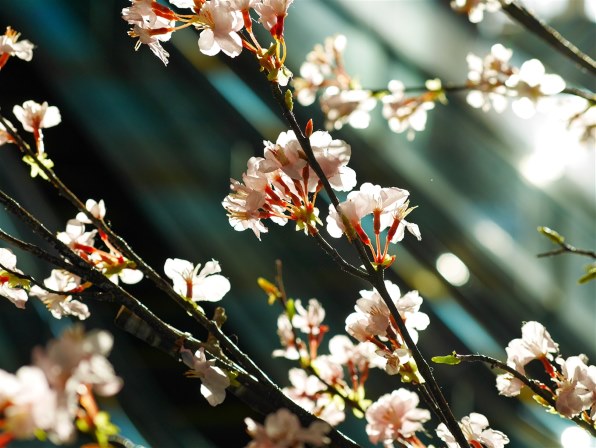 Panasonic - さくら 花を撮ってみました。』 パナソニック LEICA DG NOCTICRON 42.5