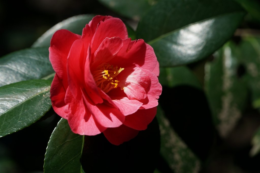 テレ側90mmまでは意外と寄れます。』 SONY E PZ 18-105mm F4 G テレ側90mmまでは意外と寄れます。』 SONY E PZ 18-105mm F4 G