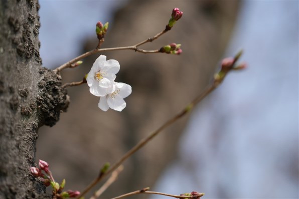 Panasonic - さくら 花を撮ってみました。』 パナソニック LEICA DG NOCTICRON 42.5