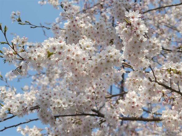 Panasonic - さくら 花を撮ってみました。』 パナソニック LEICA DG NOCTICRON 42.5