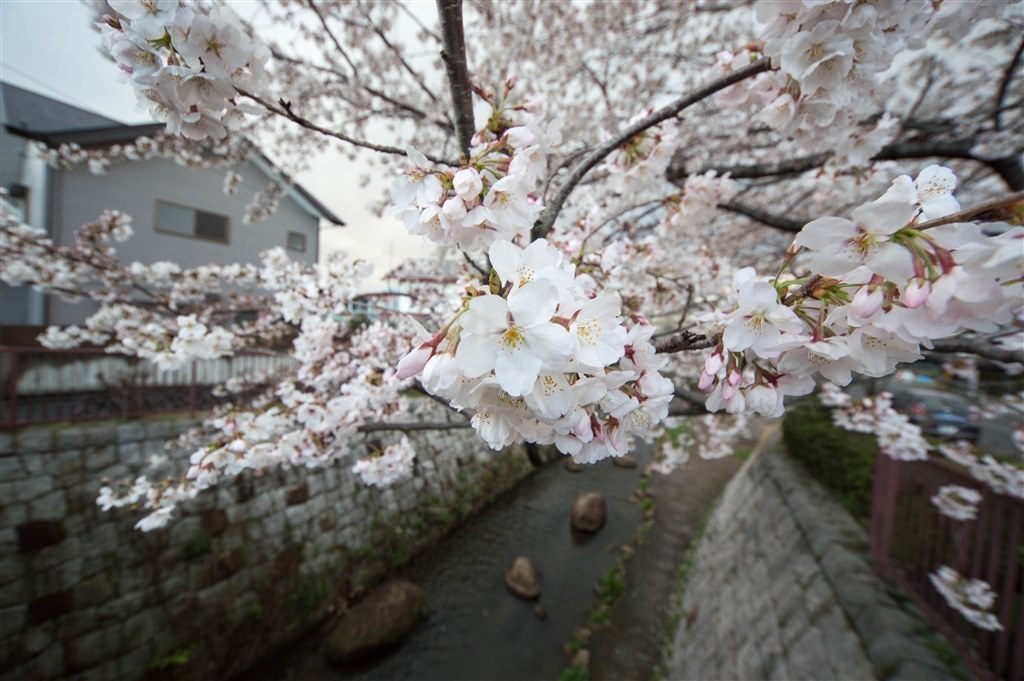 作例をアップします』 シグマ 8-16mm F4.5-5.6 DC HSM (ニコン用) の