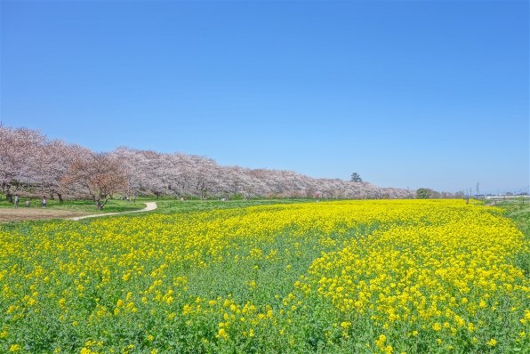 RX100で綴る季節の風景（４月）』 SONY サイバーショット DSC-RX100 のクチコミ掲示板 - 価格.com