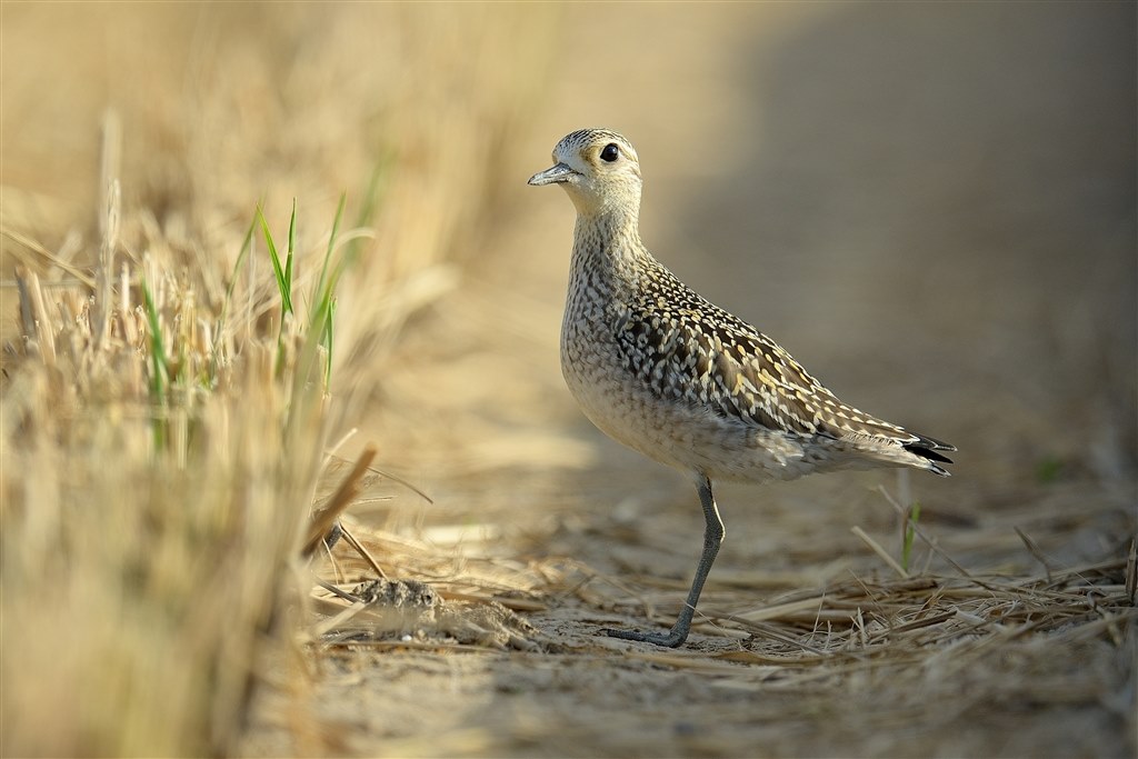 D800で野鳥撮影』 ニコン D800 ボディ のクチコミ掲示板 D800で野鳥撮影』 ニコン D800 ボディ のクチコミ掲示板