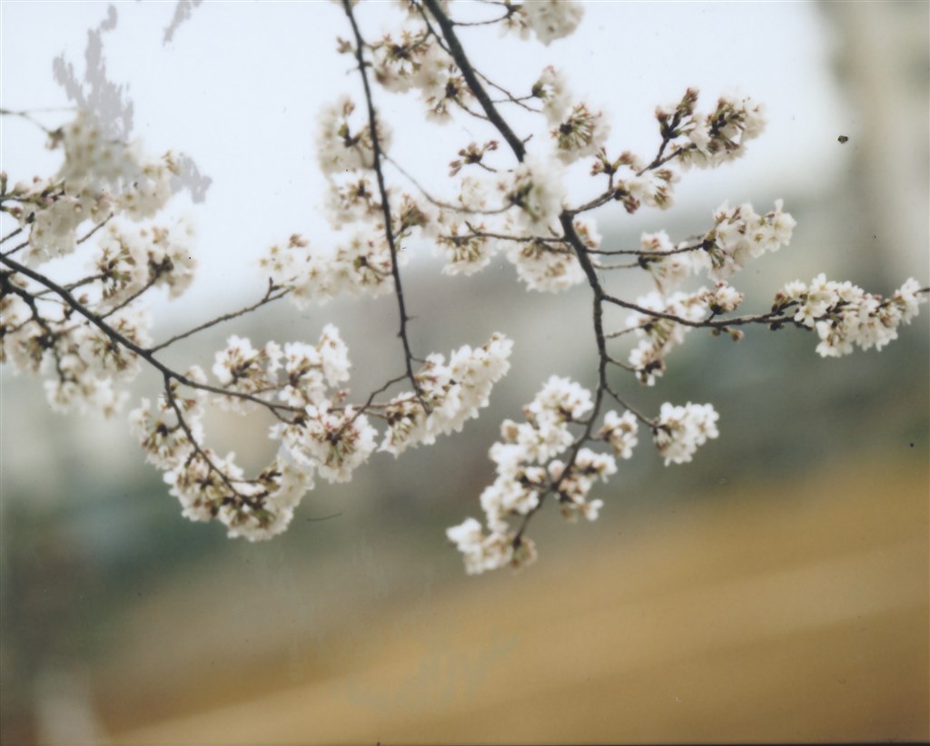 中判ポラバックで桜撮影』 ペンタックス PENTAX 67 II ボディ の 中判ポラバックで桜撮影』 ペンタックス PENTAX 67 II ボディ の