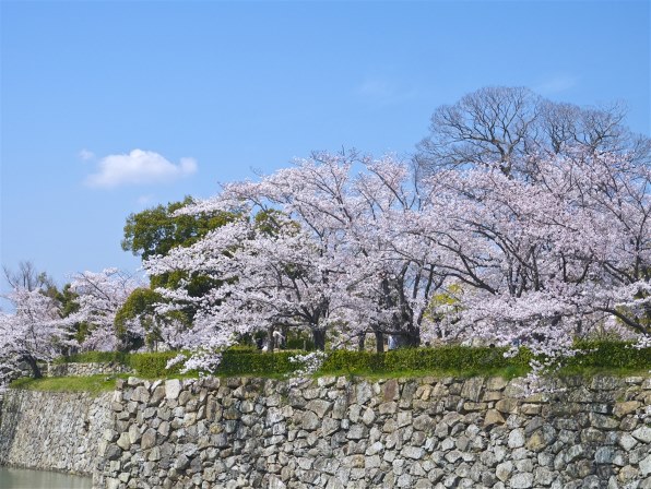 Panasonic - さくら 花を撮ってみました。』 パナソニック LEICA DG NOCTICRON 42.5