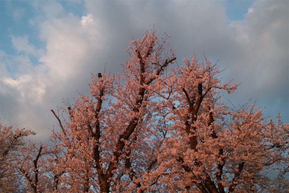 シグマ SIGMA DP2s投稿画像・動画 - 価格.com シグマ SIGMA DP2s投稿画像・動画 - 価格.com