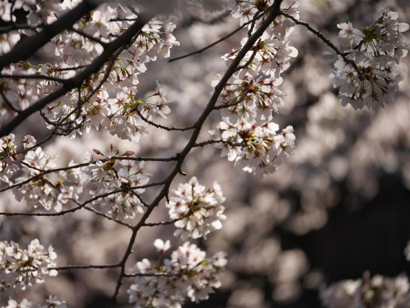 Panasonic - さくら 花を撮ってみました。』 パナソニック LEICA DG NOCTICRON 42.5