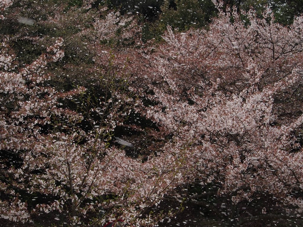 桜吹雪を撮ってみましたが オリンパス Olympus Om D E M5 12 40mm F2 8 レンズキット のクチコミ掲示板 価格 Com