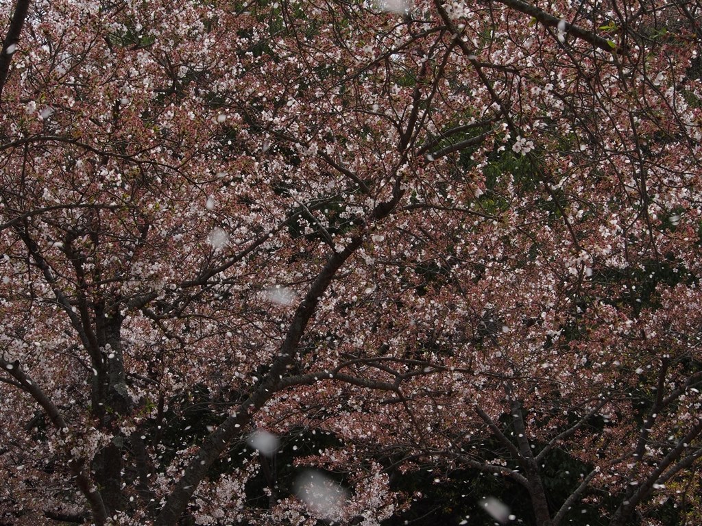 桜吹雪を撮ってみましたが オリンパス Olympus Om D E M5 12 40mm F2 8 レンズキット のクチコミ掲示板 価格 Com