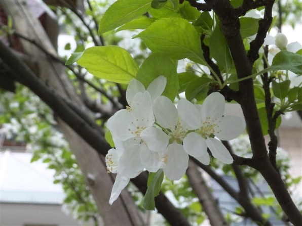 富士フイルム FinePix F770EXR [ホワイト]投稿画像・動画 - 価格.com