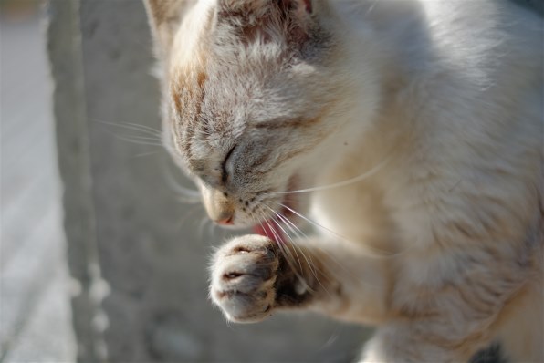 あなたが好きなネコの写真を見せて頂けませんか？Part5』 クチコミ 