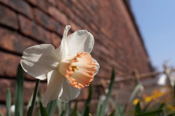 シグマ 24mm F1.8 EX DG ASPHERICAL MACRO (キヤノン用)投稿画像 シグマ 24mm F1.8 EX DG ASPHERICAL MACRO (キヤノン用)投稿画像