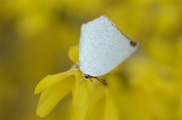 皆さんの自信作の写真は？』 クチコミ掲示板 - 価格.com