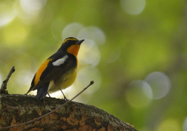 サンヨンの作例・・・野鳥』 ニコン Ai AF-S Nikkor 300mm f/4D IF-ED