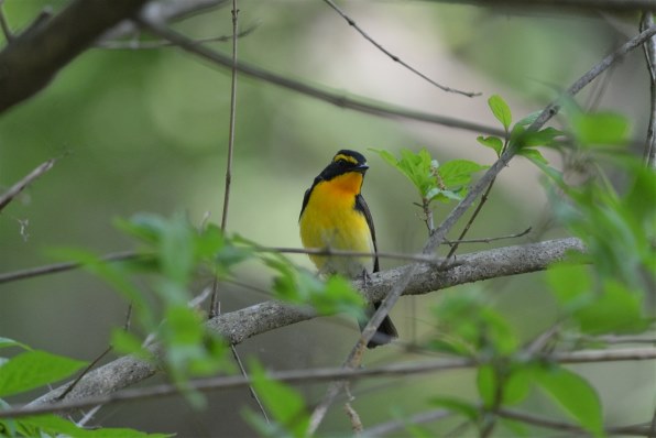 サンヨンの作例・・・野鳥』 ニコン Ai AF-S Nikkor 300mm f/4D IF-ED 