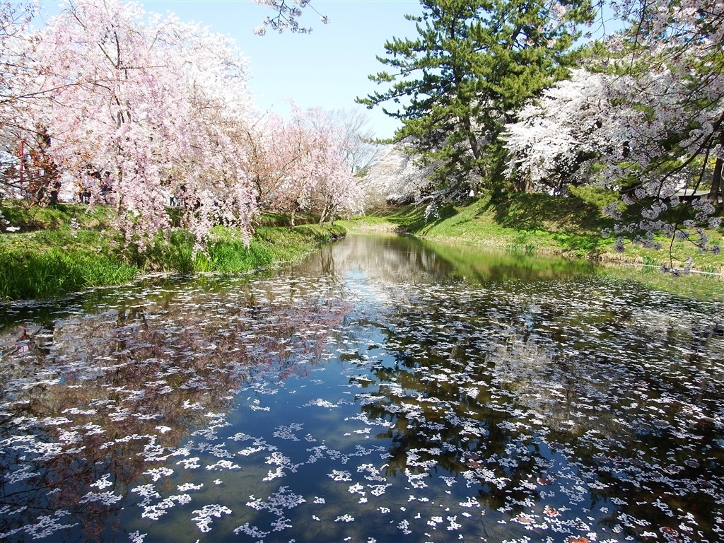 昼桜と夜桜（弘前さくらまつり）』 富士フイルム FinePix S1 の