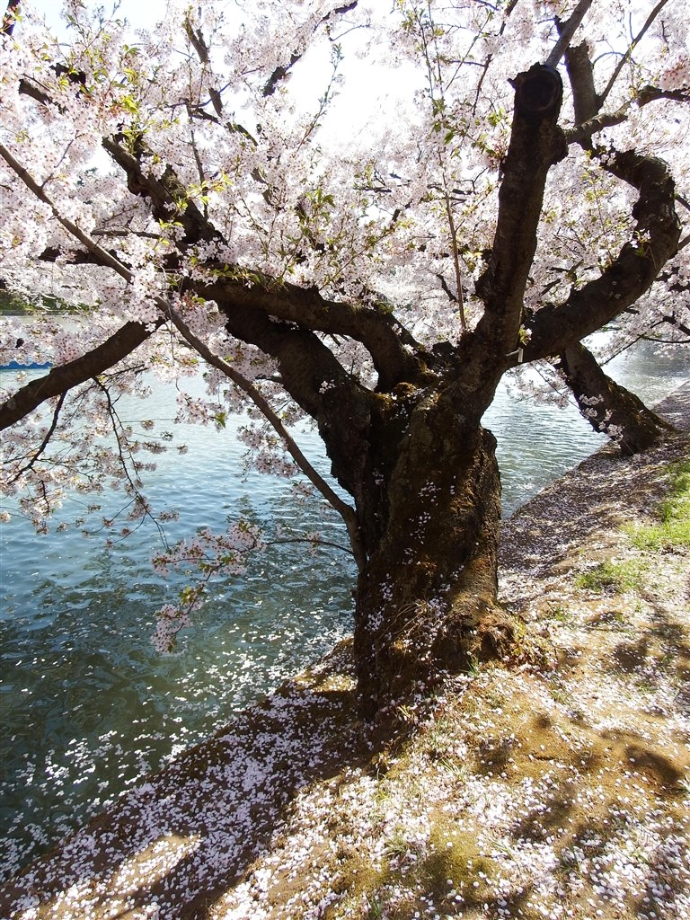 昼桜と夜桜（弘前さくらまつり）』 富士フイルム FinePix S1 の